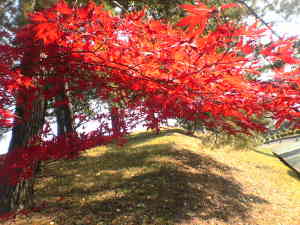紅葉の季節到来。