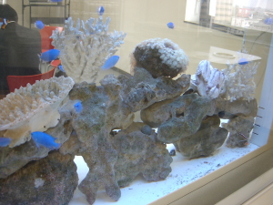 熱帯魚には癒されますな
