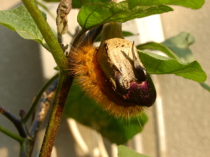 秋なすに群がる毛虫。やめてけれ。。
