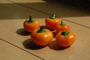 黄色がきいれいなミニパプリカ。ほんまにちっこい！